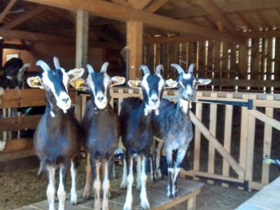 La Ferme du Magny Robert