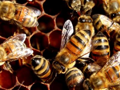 Une saison aux abeilles
