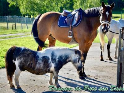 Poney-club Les Boulingrins