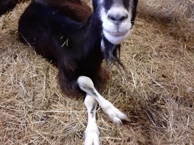 La Ferme du Magny Robert_WhatsApp-Image-2023-12-05-a-15.21.30-899730c2
