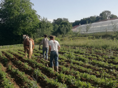 Les jardins et la conserverie de Th�ophile_b426c546-2000-4a54-8398-4a7f341dcea3