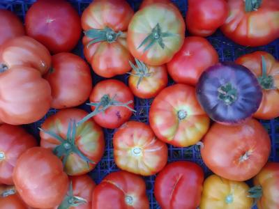 Les jardins et la conserverie de Th�ophile_baf02c81-e22d-4a02-9f58-7e1a788d8944