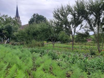 Les jardins et la conserverie de Th�ophile_f95c2154-8dac-4eac-a4bb-ed442f03b7f4