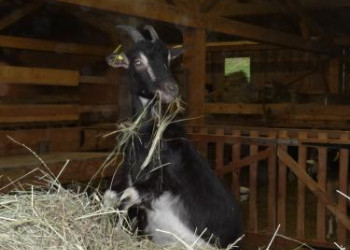 ANIMATION REPORTEE - De la ferme au fromage 